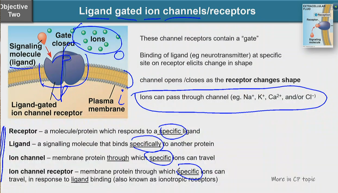 <ul><li><p>these channel receptors contain a ‘gate’</p></li><li><p>binding of ligand (e.g. neurotransmitter) at specifc site on receptor elicits change in shape</p></li><li><p>channel opens/closes as the receptor changes shape</p></li><li><p>ions can pass through channel (e.g. Na+, K+, Ca2+, and/or Cl-)</p></li><li><p>receptor — a molecule/protein which responds to a specific ligand</p></li><li><p>ligand — a signalling molecule that binds specifically to another protein</p></li><li><p>ion channel — memmbrane protein through which specific ions can travel</p></li><li><p>ion channel receptor — membrane protein through which specific ions can travel, in response to ligand binding (also known as ionotropic receptors)</p></li></ul><p></p>