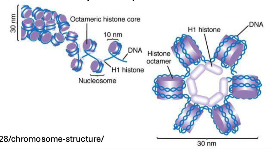 <p>orient neighboring nucleosomes so they can interact and pack more closely together</p>