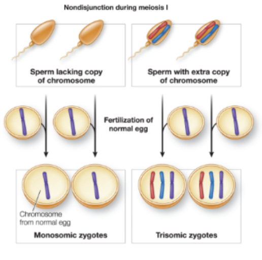<p>if those sperm fertilize a normal egg..</p><ul><li><p>two <strong><u>monosomic zygotes</u></strong> (2n-1) —> missing chromosome</p></li><li><p>two <strong><u>trisomic zygotes</u></strong> (2n+1) —> extra chromosome</p></li></ul><p></p>