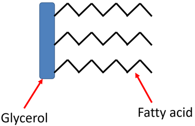 <p>three molecules of<strong> fatty acids</strong> joined to a molecule of <strong>glycerol</strong></p>