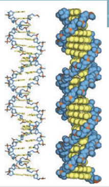 <ul><li><p>DNA forms a <strong>right-handed double helix</strong>.</p></li><li><p>It has <strong>two DNA strands</strong> wound around the same axis.</p></li><li><p>The <strong>sugar-phosphate backbone</strong> is on the outside and is <strong>hydrophilic</strong>.</p></li><li><p>The <strong>nitrogenous bases</strong> are stacked inside the helix and are mostly <strong>hydrophobic</strong>.</p></li><li><p>Bases from opposite strands pair with each other.</p></li><li><p>The two strands are <strong>antiparallel</strong> and <strong>complementary</strong>, not identical.</p></li></ul><p></p>