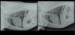 <p>Are these normal or abnormal radiographs?</p>