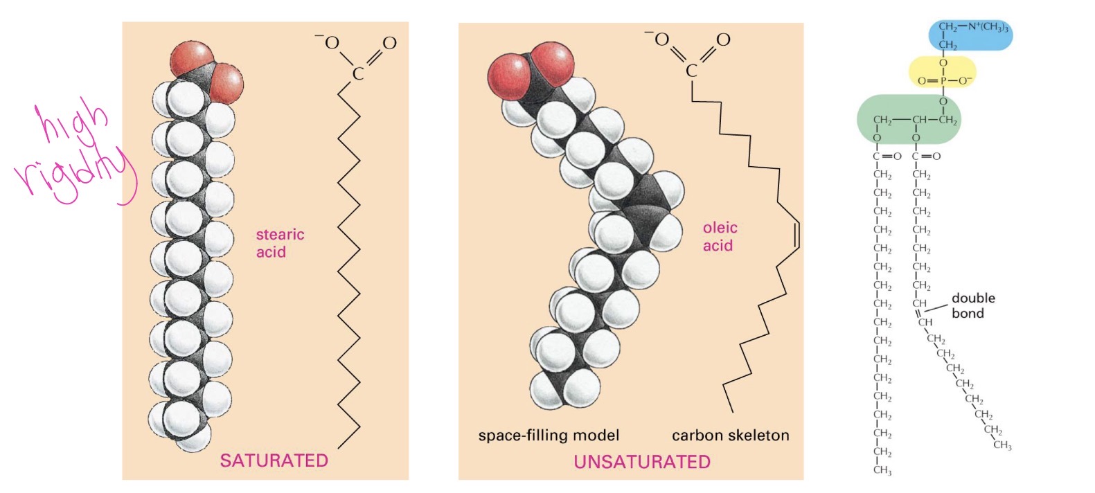 <p>saturated or unsaturated </p><ul><li><p>saturadted has no double bonds between hydrocarbons, have max hydrogens, increase rigidity </p></li><li><p>unsaturated at least one double bond, reduce rigidity</p></li></ul><p></p>