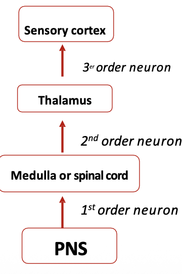 <p>somatosensory receptors: trigeminothalamic tract? 4 pts (1st→2nd→3rd from down to up)</p>