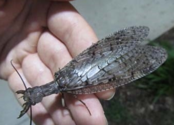 <p>What is the name of this bug?</p>