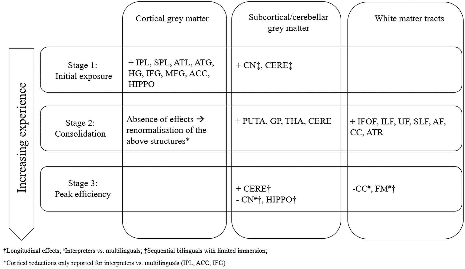 <p>A model proposed by Pliatsikas (2020) describing structural changes in the brain, such as the volume of the caudate nucleus, due to language learning.</p>