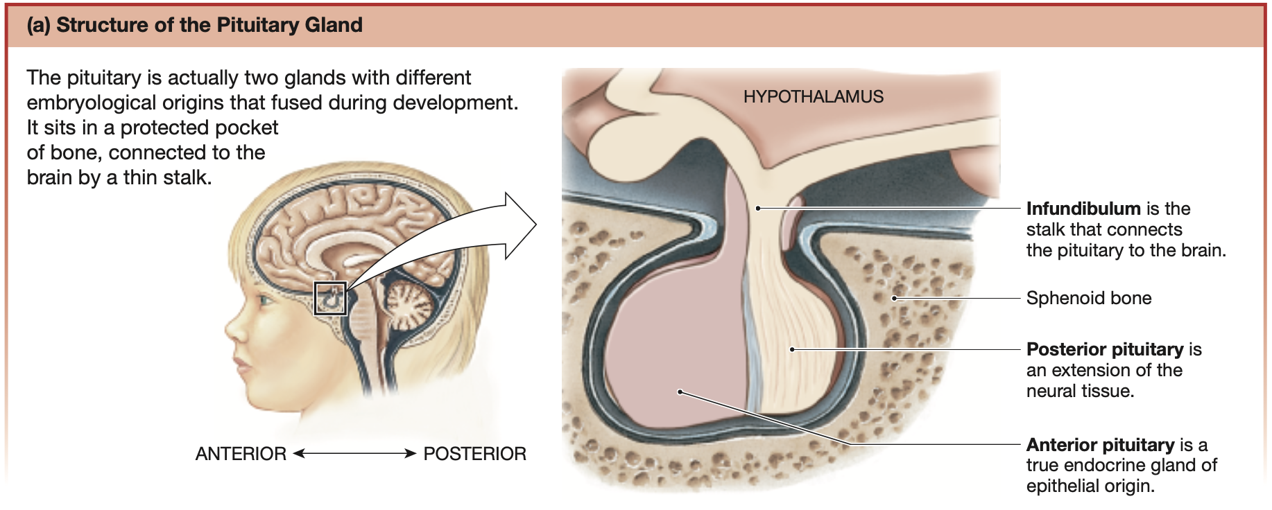 <p>Bean-sized gland that is protected within a pocket of bone.</p><p>Two different glands which fused during development.</p><ul><li><p><strong>Anterior pituitary</strong>: True endocrine gland — secretes hormones</p></li><li><p><strong>Posterior pituitary</strong>: Extension of neural brain tissue — secretes neurohormones from the hypothalamus</p></li></ul><p></p>