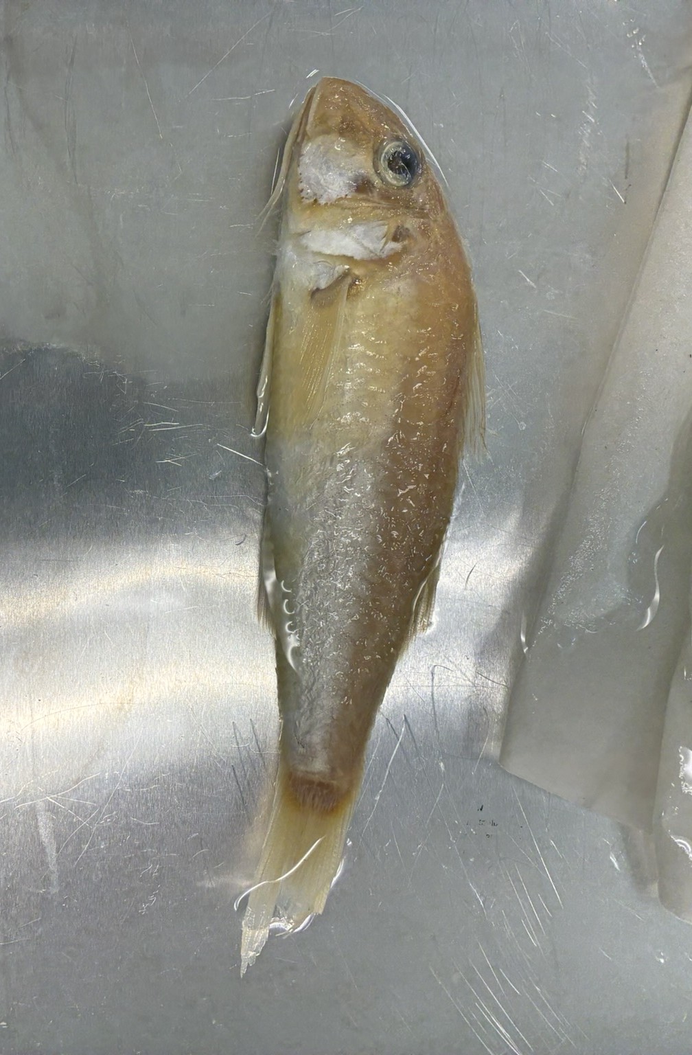 <p>Family Mullidae (goatfishes) - <em>Mullus auratus</em></p>