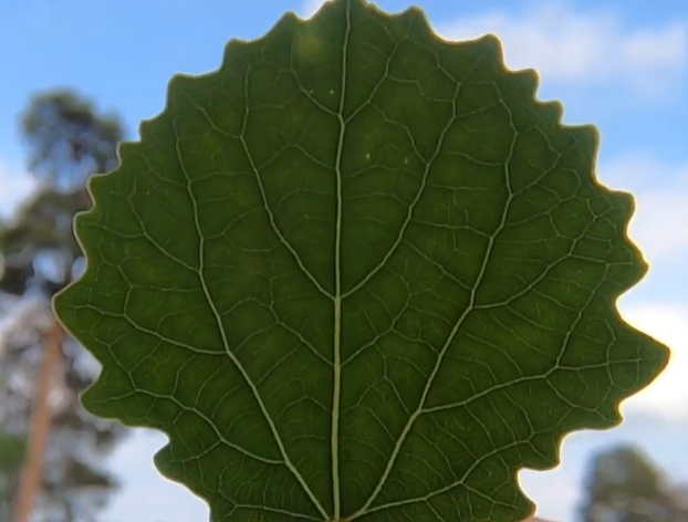 <p>runda blad på långa bladskaft som fladdrar i vinden, mjukt vågiga bladkanter</p>