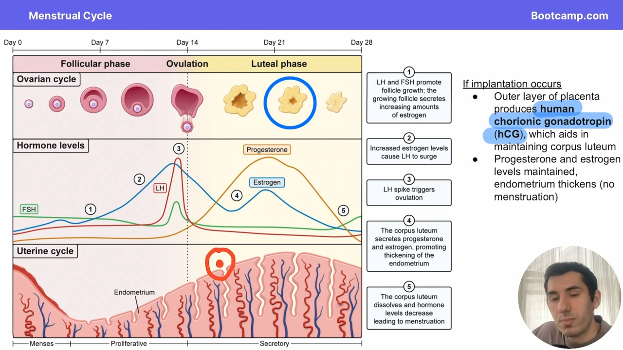 <p>hCG is produced by the outer latyer of the placenta </p>