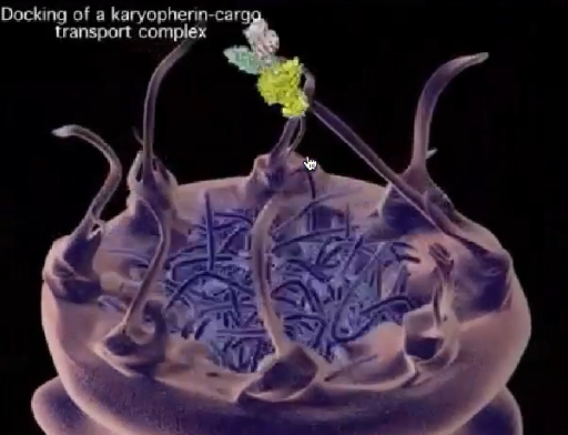 <p>FG repeats - phenylalynine glycine repeats</p><ul><li><p>create regions of disorder in proteins</p></li></ul><p></p><p>ordered folded domain allows them to be anchored to NPC</p>