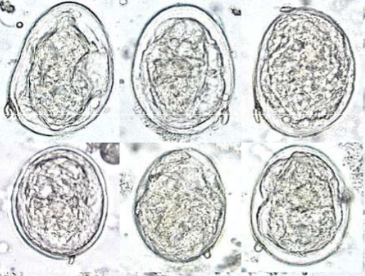 <p>Keywords for Schistosoma japonium</p>