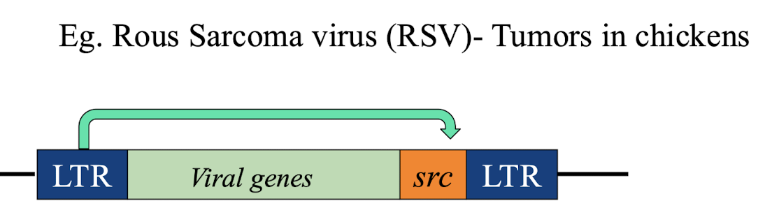 <ul><li><p><strong>The viral <mark data-color="#fdd08e" style="background-color: rgb(253, 208, 142); color: inherit;">v-src oncogene</mark> was found to be originated from cellular counterpart, c-src </strong>giving rise to the idea<u> that cancers might arise from abnormal expression </u>Or<strong> alterations in normal human cellular gene</strong> lead to uncontrolled cell division:</p></li><li><p>This demonstrates how RSV captures and utilises cellular oncogenes to promote cancer. </p></li></ul><p></p>