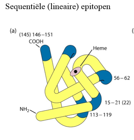 <ol><li><p>herkennen aminozuursequentie: lineaire/sequentiële epitopen</p></li><li><p>komt doordat antigeen eiwit wordt geknipt en kleine stukjes peptide in MHC worden gepresenteerd aan TCR</p></li></ol><p></p>