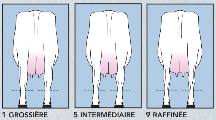 <p>Au niveau du jarret et du carpe.</p><p>Doit être aussi fin que possible. <strong>ossature doit être sèche</strong>.</p><p><span style="color: red;"><strong>9 (extrêmement plate) = idéal</strong></span></p><p></p><p><span style="color: rgb(0, 0, 0);"><strong>Un des critère pour le <mark data-color="#fdeb00" style="background-color: rgb(253, 235, 0); color: inherit;">caractère laitier</mark></strong></span></p>
