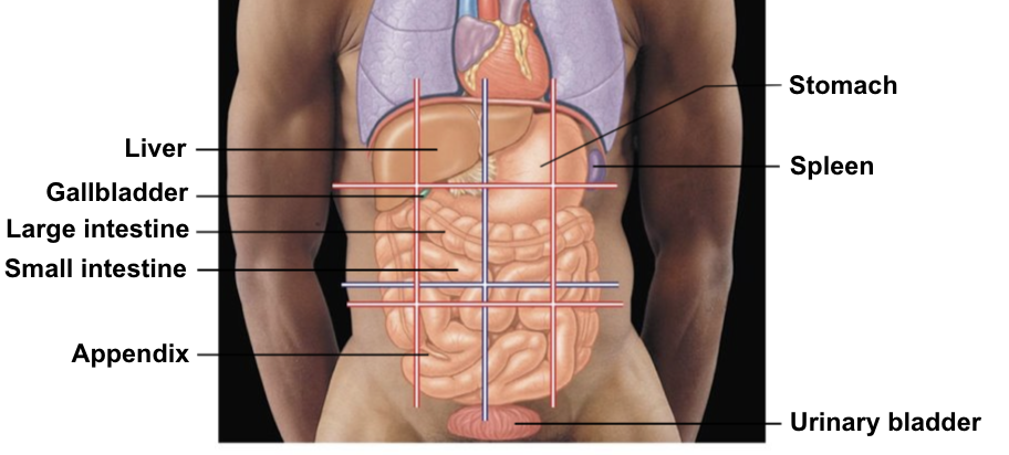 <ul><li><p>Liver</p></li><li><p>Gallbladder</p></li><li><p>Large intestine</p></li><li><p>Small intestine</p></li></ul><p></p>