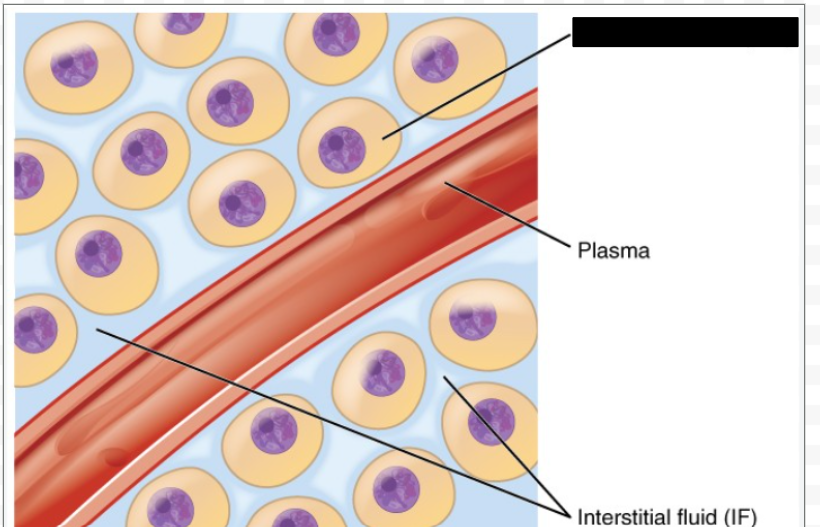 <p>Identify the indicated fluid compartment.</p>