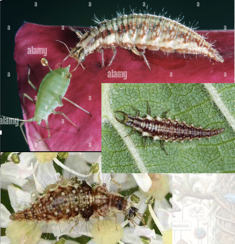 <p>Latin, magyar, védett?</p>