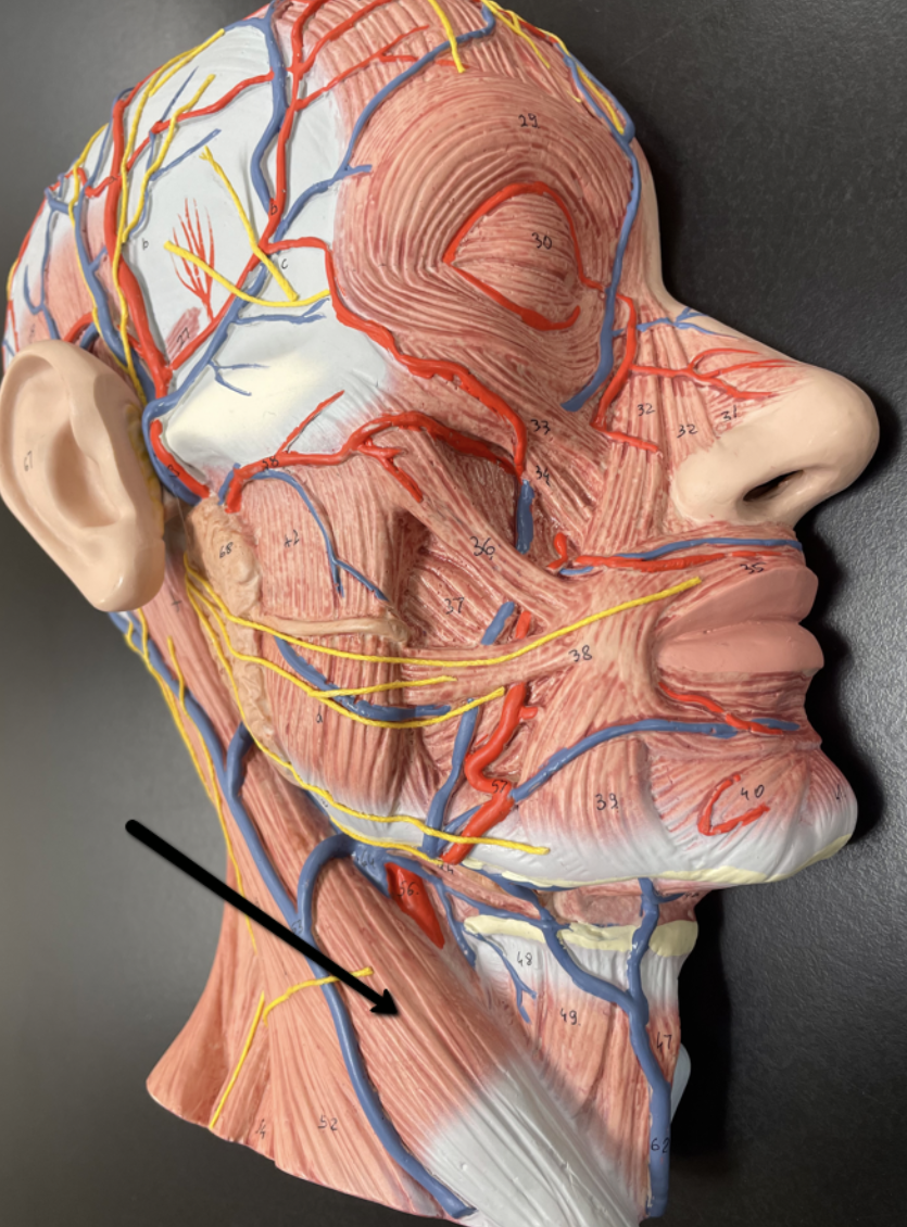 <p>Identify the muscle indicated by the pointer.</p>