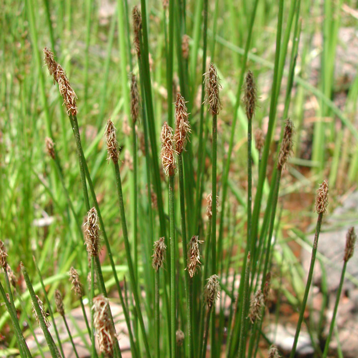 <ul><li><p>Emergent</p></li><li><p>Dark-brown, scaly lance-shaped spikelet at tip</p></li><li><p>Eaten by waterfowl</p></li></ul><p></p>