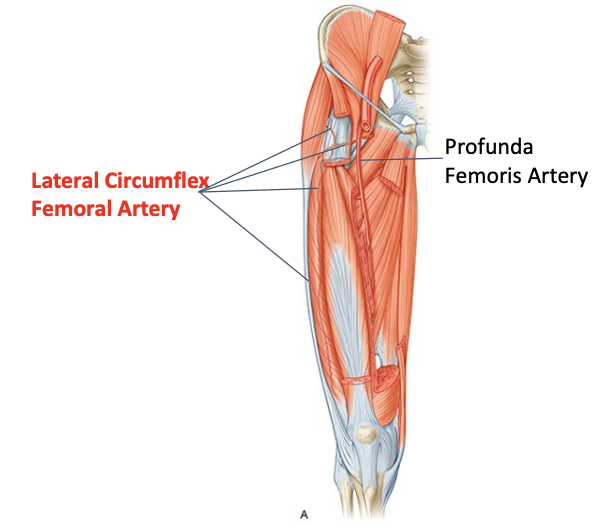 <ul><li><p>Tramsverse, ascending and descending branches</p></li><li><p>Supplies adjacent quadriceps, head and neck of femur, anastomes around the knee</p></li></ul><p></p>