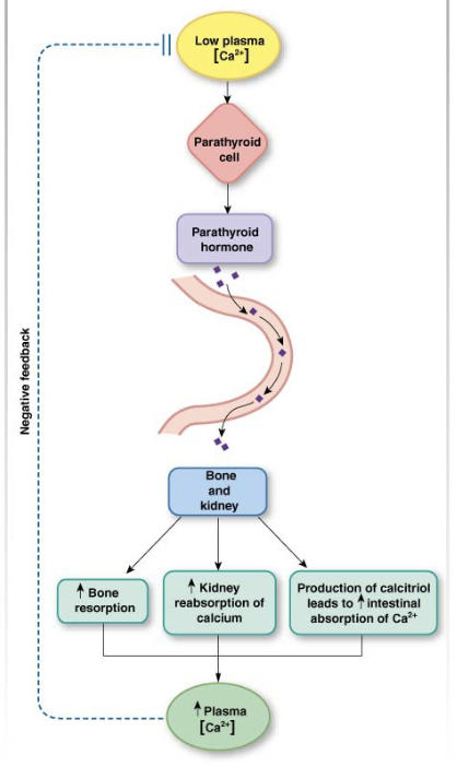 <p>Hormone Release</p>