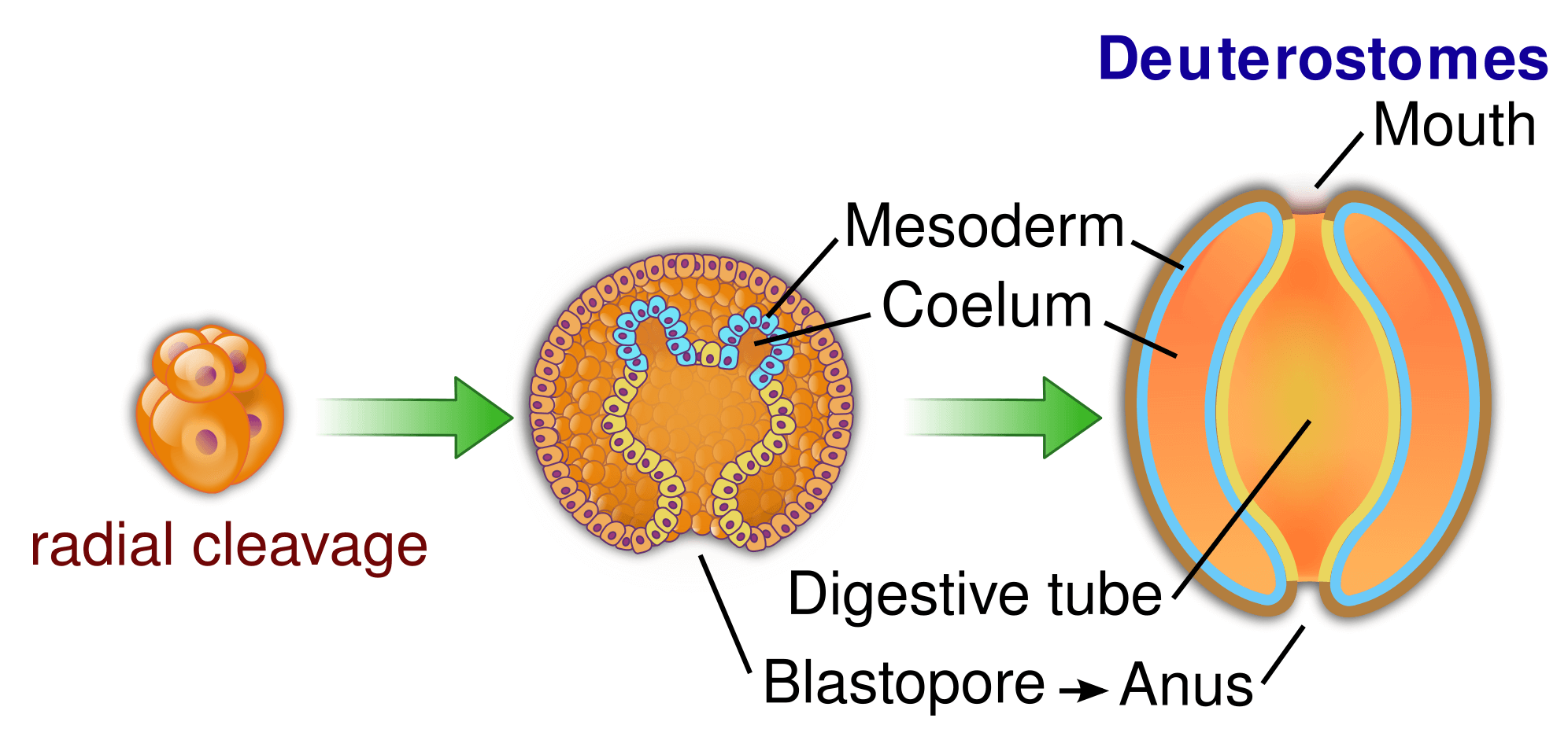 <p>NODE</p><p>Has blastopore; anus forms first</p>