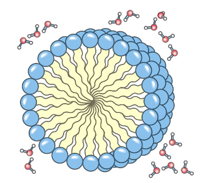 <p>all hydrophobic groups are sequested from the water; ordered shell of water molecules is minimized, and entropy is further increased</p>