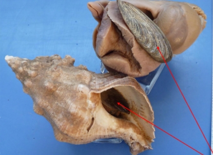 <ol><li><p>identify Kingdom, Phylum, Class, Informal Group, Genus</p></li><li><p>what is the red arrow pointing at</p></li></ol><p></p>