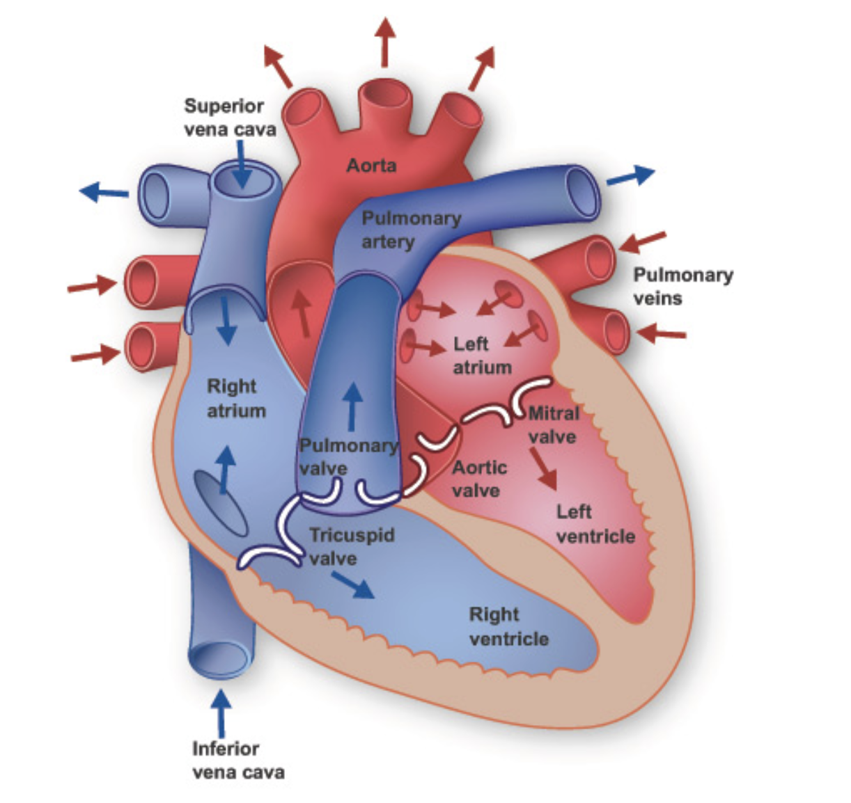 <ul><li><p><span>The top 2 chambers seen </span>anteriorly <span>are called <strong>atria</strong> (sing. atrium)</span></p></li><li><p><span>The bottom 2 chambers seen anteriorly are <strong>ventricles </strong></span></p></li><li><p><span>The posteriosuperior region is flat and called the <strong>base</strong></span></p></li><li><p><span>The inferior, pointed end is the <strong>apex</strong></span></p></li></ul><p></p>