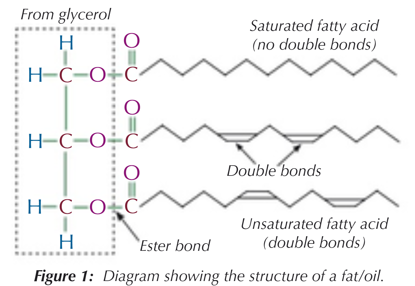 <ul><li><p>They are esters of glycerol &amp; fatty acids (long chain carboxylic acids)</p></li><li><p>They combine with glycerol (propane-1,2,3-triol) to make fats &amp; oils</p><ul><li><p>fatty acids can be saturated (no C=C double bonds) or unsaturated (with C=C double bonds)</p></li></ul></li></ul><p></p>
