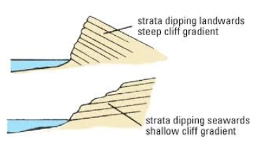 <p><strong>Vertical cliffs</strong> develop in horizontally bedded sedimentary rocks (and in volcanic rocks formed from horizontal layers of lava and ash).</p><p>- Undercutting by wave action and the collapsing of rock causes the cliff to retreat parallel to itself</p><p><strong>Seaward-dipping strata</strong> have profiles corresponding to the angle of dip of the bedding planes.</p><p>- Loosened rocks, weakened by erosion and weathering, fail along planes and slide into the sea.</p><p>- These cliffs are often comprised of more than one rock type</p><p><strong>Landward-dipping strata</strong> form less steep cliffs, as eroded and weathered rock is not as easily dislodged from the cliff face.</p>