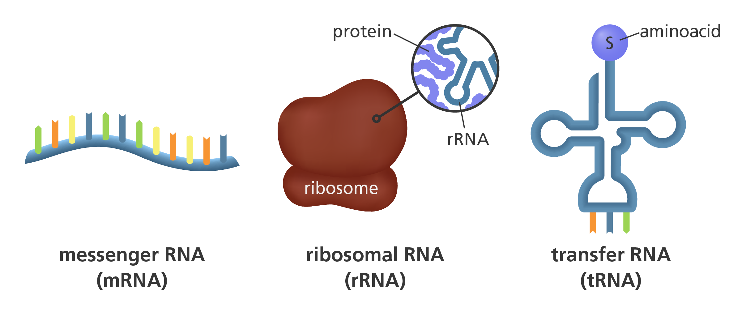 <ul><li><p><strong><span>mRNA (Messenger)</span></strong></p></li><li><p><strong><span>tRNA (Transfer)</span></strong></p></li><li><p><strong><span>rRNA (Ribosomal)</span></strong></p></li></ul><p>Synthesized in the 3’ to 5’ direction</p>