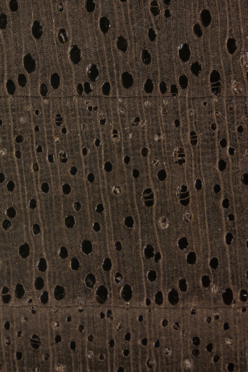 <p>Black Walnut </p>