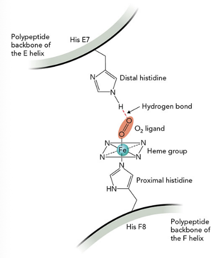 <p><span>The figure below shows the coordination of heme, O<sub>2</sub>, and two critical histidine residues in globin proteins. Which of the following steps happens first in the oxygen binding process?</span></p>