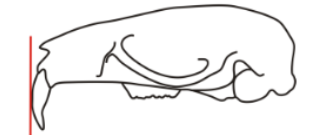 <p>Incisor procumbancy</p>