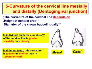 <p>greater on <u>mesial</u>; compared to the <u>distal</u></p>