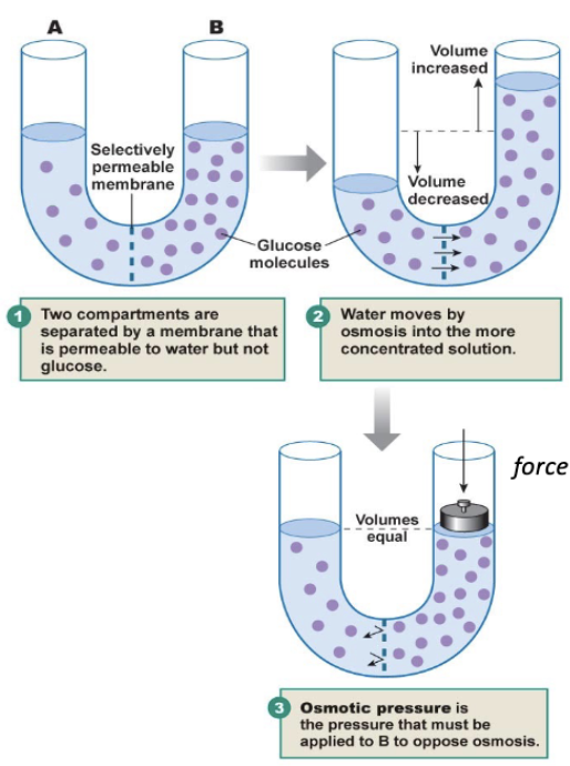 <p>The <strong>pressure required to stop osmotic flow</strong></p><ul><li><p>Depends on the number of solute particles</p></li></ul><p></p>