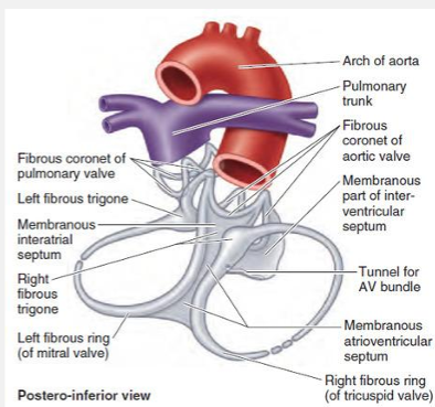<ul><li><p>helps provide structural integrity to the heart with fibrous tissue</p></li><li><p>breaks up continuity between cardiac muscle cells of the atria and the ventricles</p></li><li><p><strong>four fibrous rings</strong><span>, </span><strong>right</strong><span> and </span><strong>left fibrous trigones</strong><span>, and finally the membranous aspects of the </span><strong>interatrial</strong><span>, </span><strong>interventricular</strong><span> and </span><strong>atrioventricular septa</strong><span>.</span></p></li><li><p></p></li></ul><p></p>