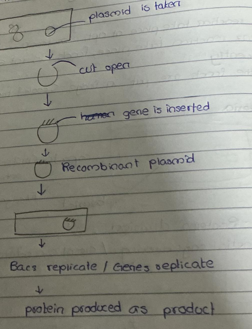 knowt flashcard image
