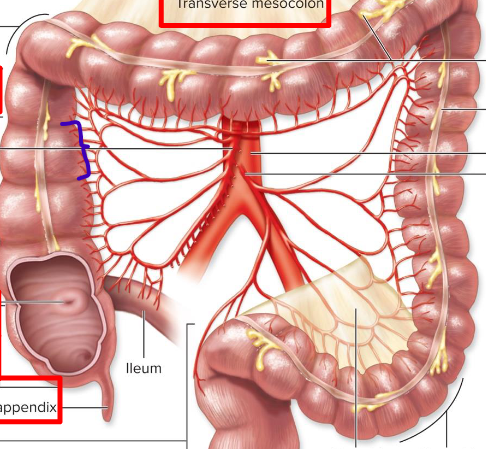 <p>sacs that help push fecal matter</p>