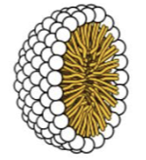 <p><strong>single-layer</strong> structures with a <strong>hydrophobic core</strong> and a <strong>hydrophilic exterior</strong></p>