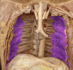 <p>Identify the structure</p>