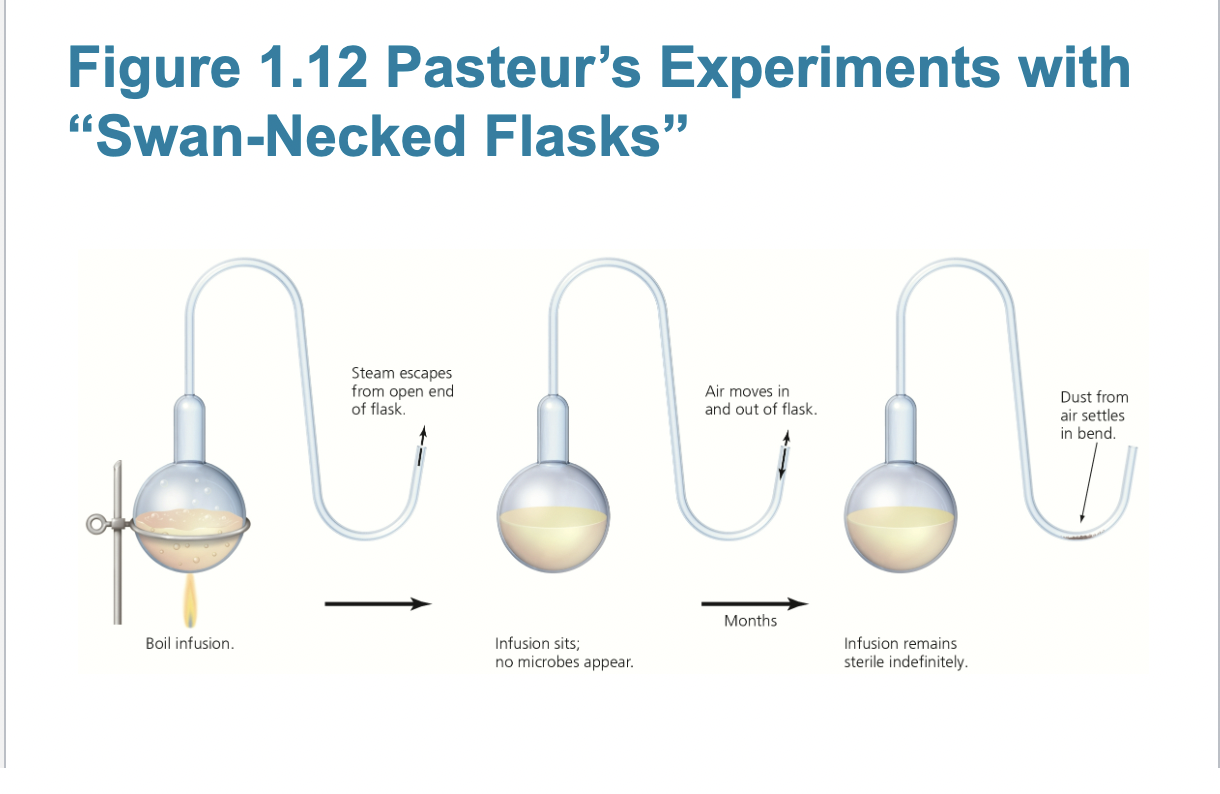 <p>Louis Pasteur</p>