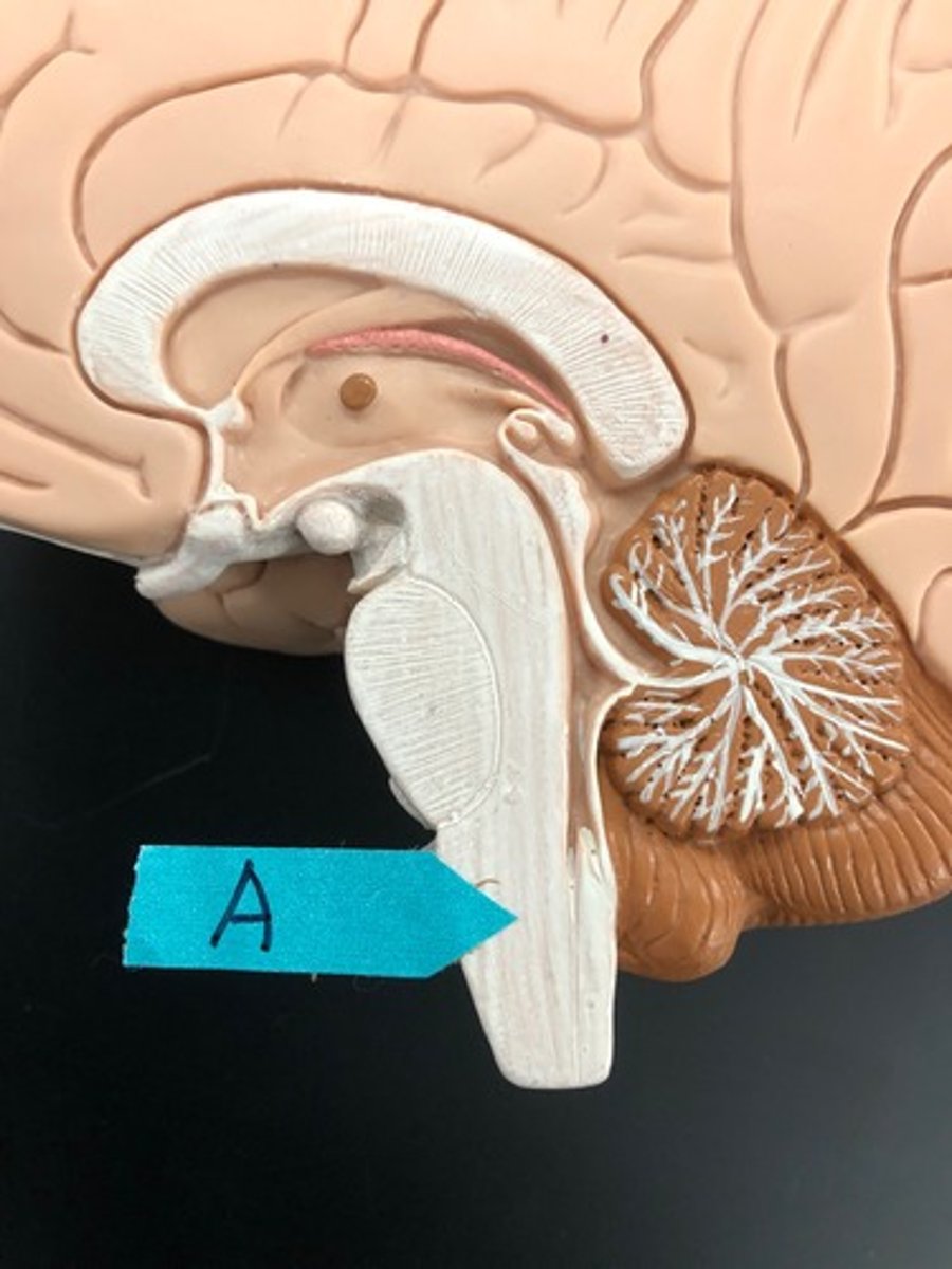 <p>Identify this area of the brainstem.</p>