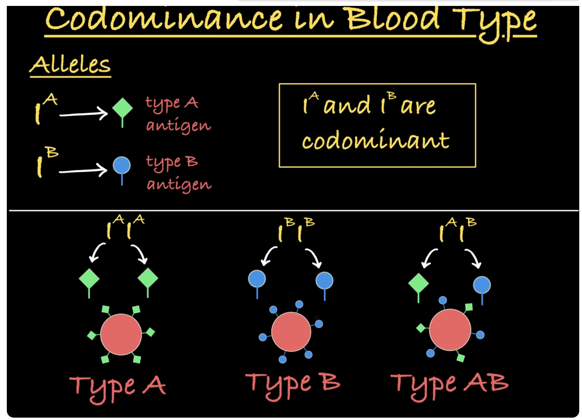 <p>when both alleles of a gene are expressed equally + independently →  resulting in distinct phenotypic traits being displayed simultaneously in a heterozygote. (non-mendelian inheritance)</p><p>heterozygote shows both alleles simultaneously EX: AB blood type. </p><p>NOT A BLEND</p><img src="https://assets.knowt.com/user-attachments/d662399f-fa67-4cbc-a628-259d56feed25.png" data-width="50%" data-align="center" alt="Codominance" style="display: block; width: 50%; margin-left: auto; margin-right: auto;"><p></p>