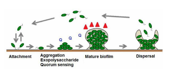 <p>Biofilms:</p><ul><li><p>Comunidades microbianas que se unen a una superficie, habitualmente inerte (aunque no siempre, también se podrían unir a una superficie biologica)</p></li></ul><p>Entonces:</p><ul><li><p>Bacterias se adhieren a la superficie</p></li><li><p>Empiezan a multiplicarse</p></li><li><p>Gracias al quorum sensing detectan que son muchas </p></li><li><p>expresan un polisacárido formando una matriz que las engloba</p></li><li><p>Se forma una biopelícula en la que las bacterias se encuentran en distintos estadíos metabólicos</p><ul><li><p>Mientras que en la superficie estarán más activas, más abajo estarán más quiescentes</p></li></ul></li></ul><p>Por que la formación es importante?</p><ul><li><p>Es importante su formación porque en el biofilm las bacterias están protegidas: las células del sistema inmune y los antibióticos no entran</p><ul><li><p>COmo la placa dental</p></li></ul></li></ul><p>Son infecciones difíciles de erradicar, que contribuyen al fallo terapéutico y son comúnmente causadas por:</p><ul><li><p>Staphylococcus, pseudomonas, candida</p></li></ul><p>Ejemplos de infecciones relacionadas con un biofilm</p><ul><li><p>Infección protésica. </p></li><li><p>Infección en tubos endotraqueales. </p></li><li><p>Infección por sonda urinaria: Deberíamos recambiar la sonda/prótesis en los pacientes cuando lo necesiten, ya que en la sonda urinaria se forma un biofilm y con una pequeña manipulación va a hacer una infección urinaria. </p></li><li><p>Infecciones de catéter endovascular: cuando nos ponen una vía, desde fuera las bacterias que están en nuestra piel van a colonizar, formando un biofilm y formando una infección de la sangre (bacteriemia)</p></li></ul><p></p>