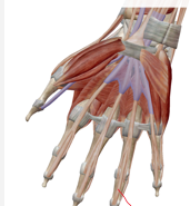 <p>mediaal en lateraal op de basis van phalanx media van digit II-V</p><p>(de pees splitst en laat een doorgang voor de pezen van m flexor digitorum profundus)</p>