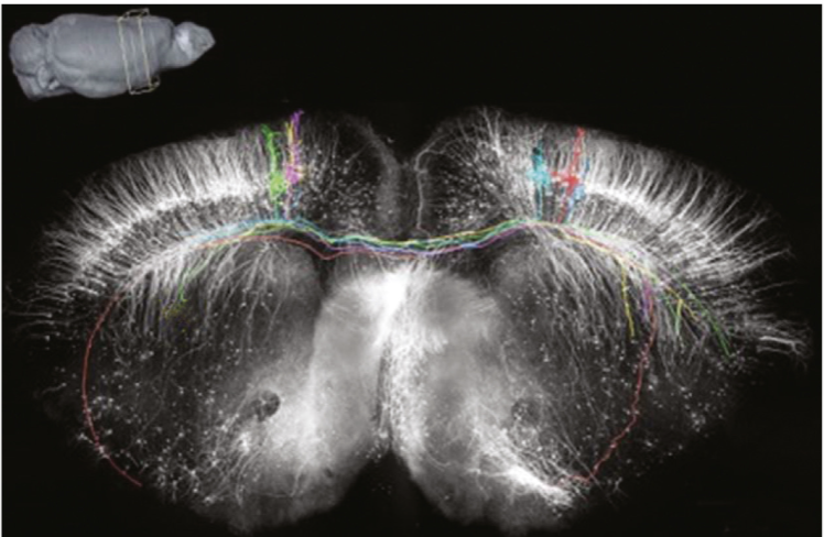 <p>chemicals are carried down axons to show where axons travel in the nervous system</p>