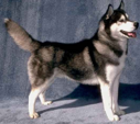 <p>welk type hond is dit</p>